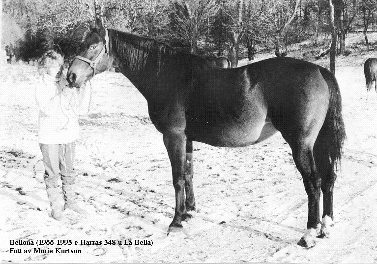 Mamma Bellona
Foto Marie Kurtson