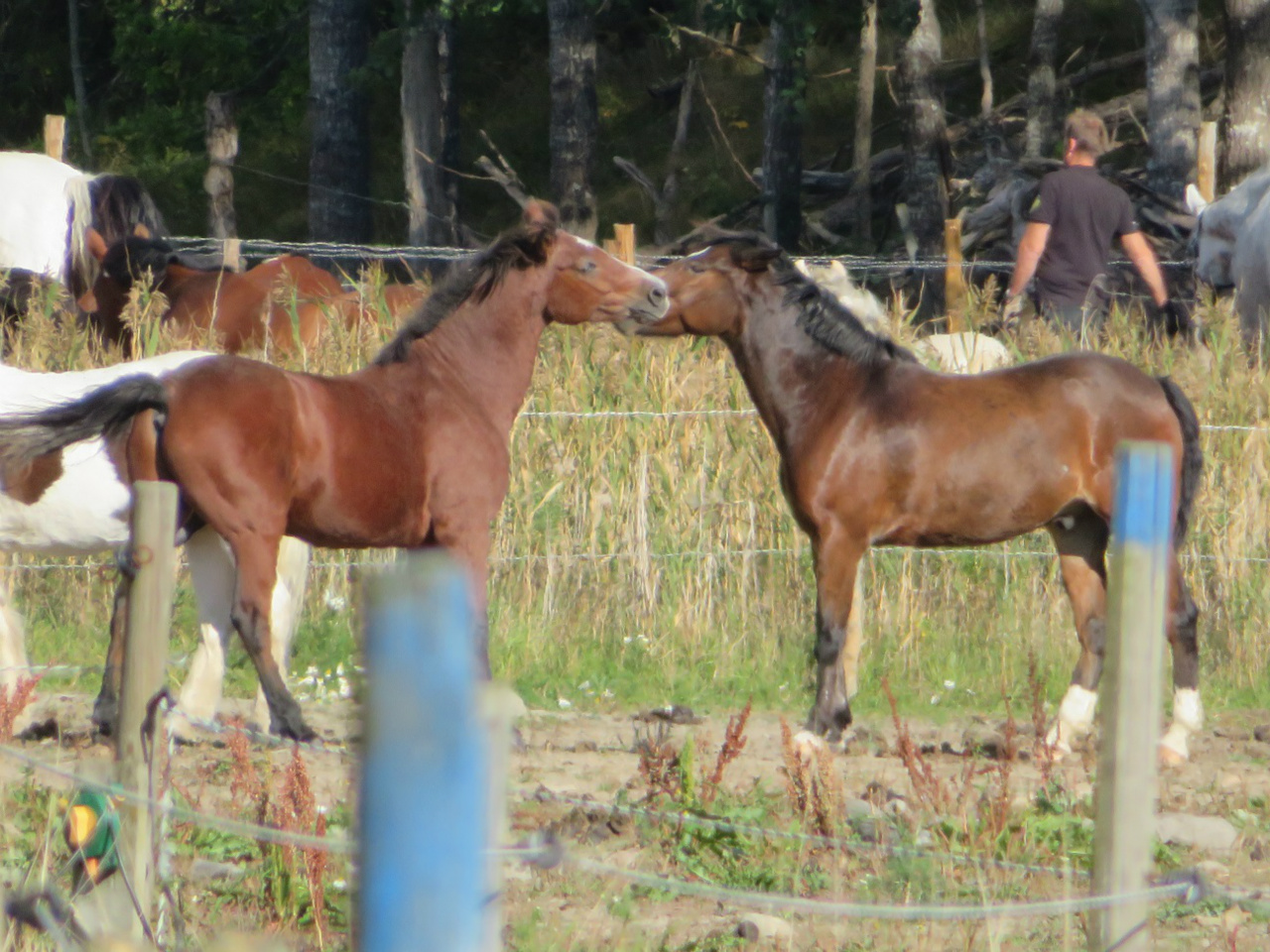 Copper & Diamond
2016-09-18