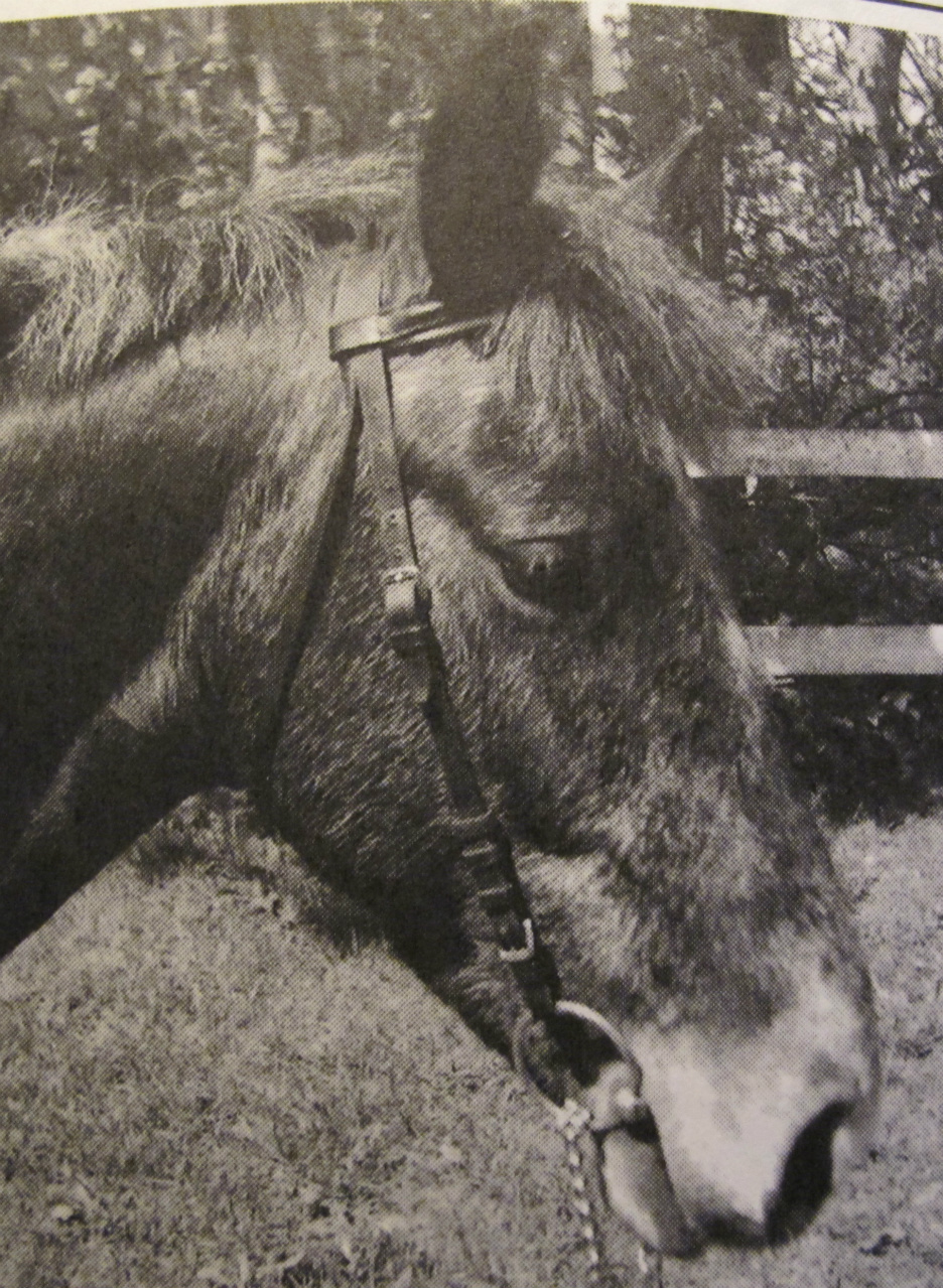 Foto Käpphästen