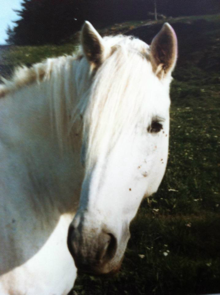 Dandy
Foto Lotta Engström