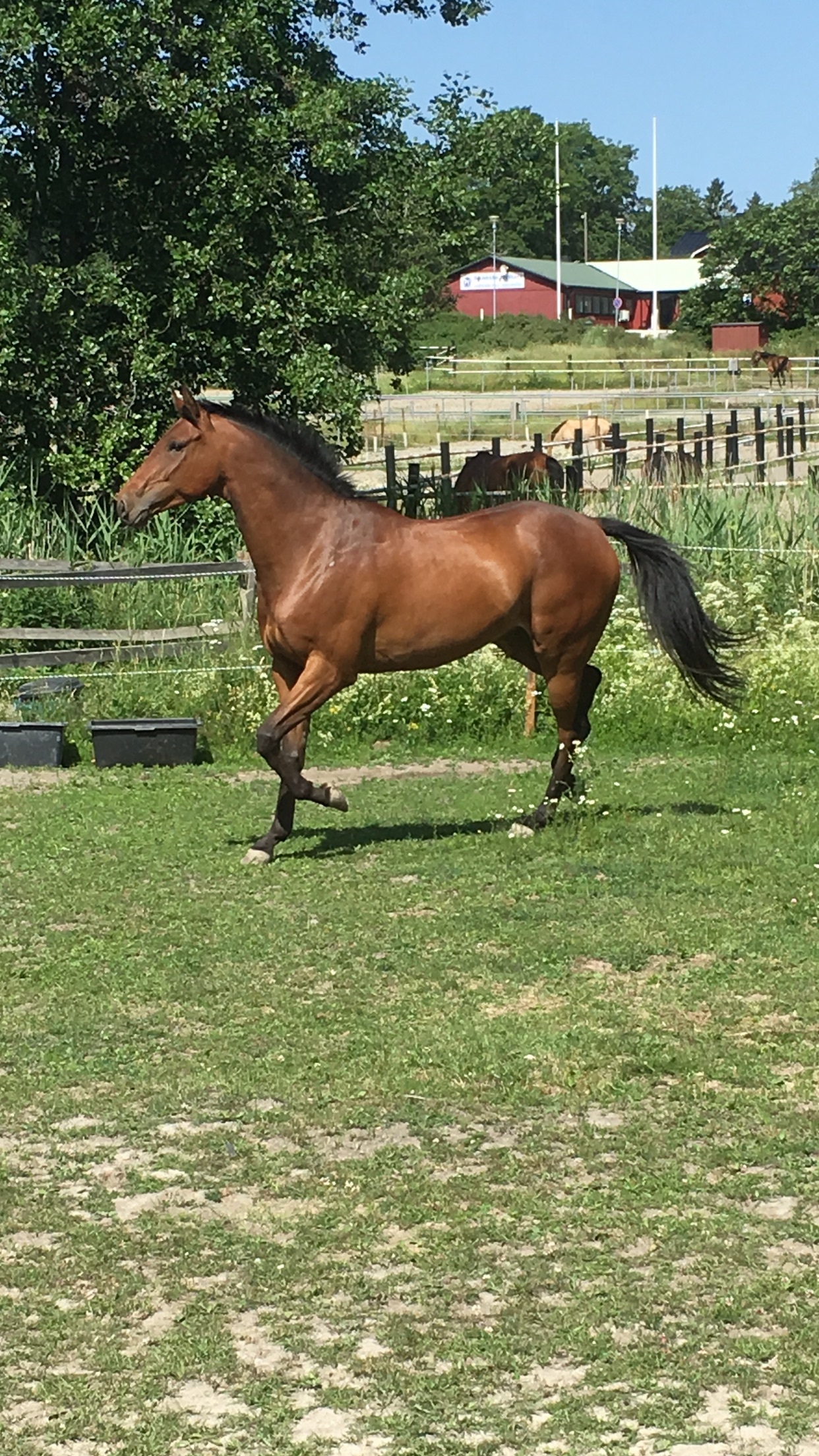 Ibbe Foto fått av Jennifer Riddersäter Alderfalk