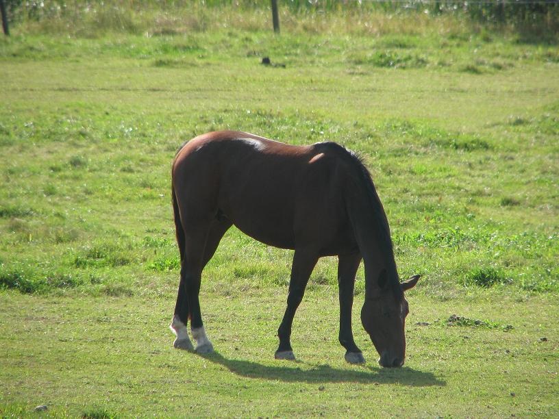 Foto sussisus 2009-09-14