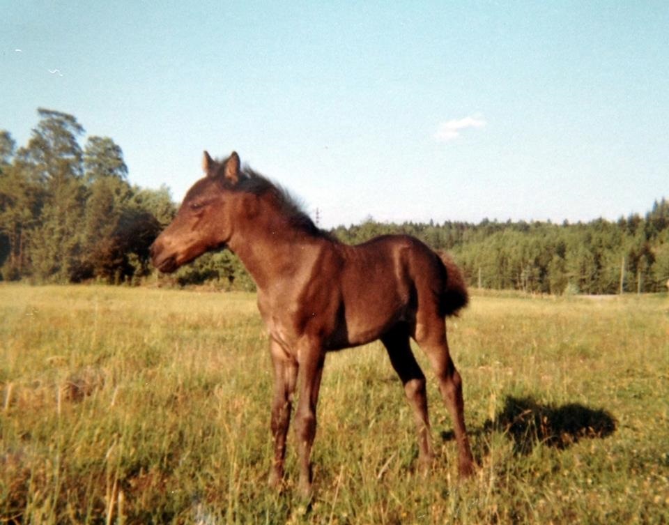1967 Foto Birgitta Karlquist