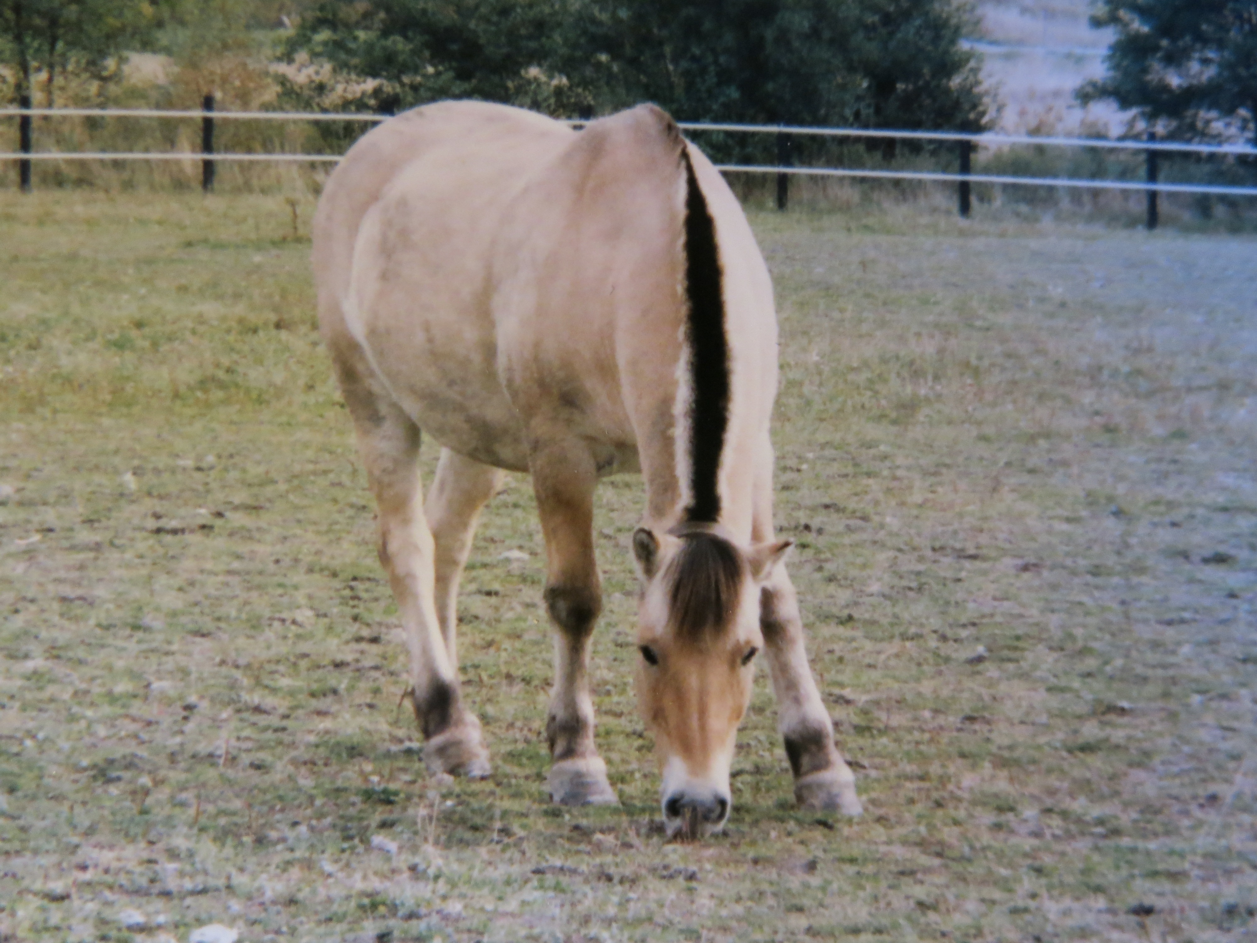 1991-08-29 Foto sussisus