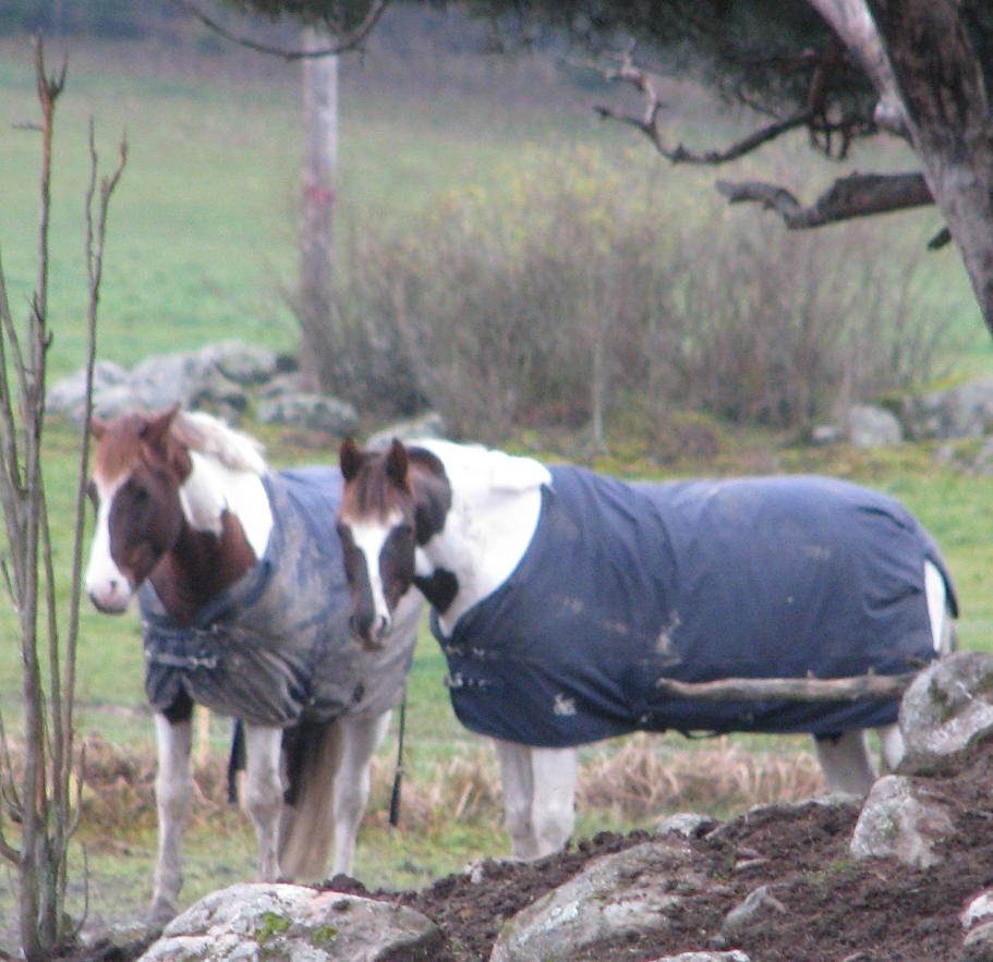 Piff & Puff 2008-11-04 