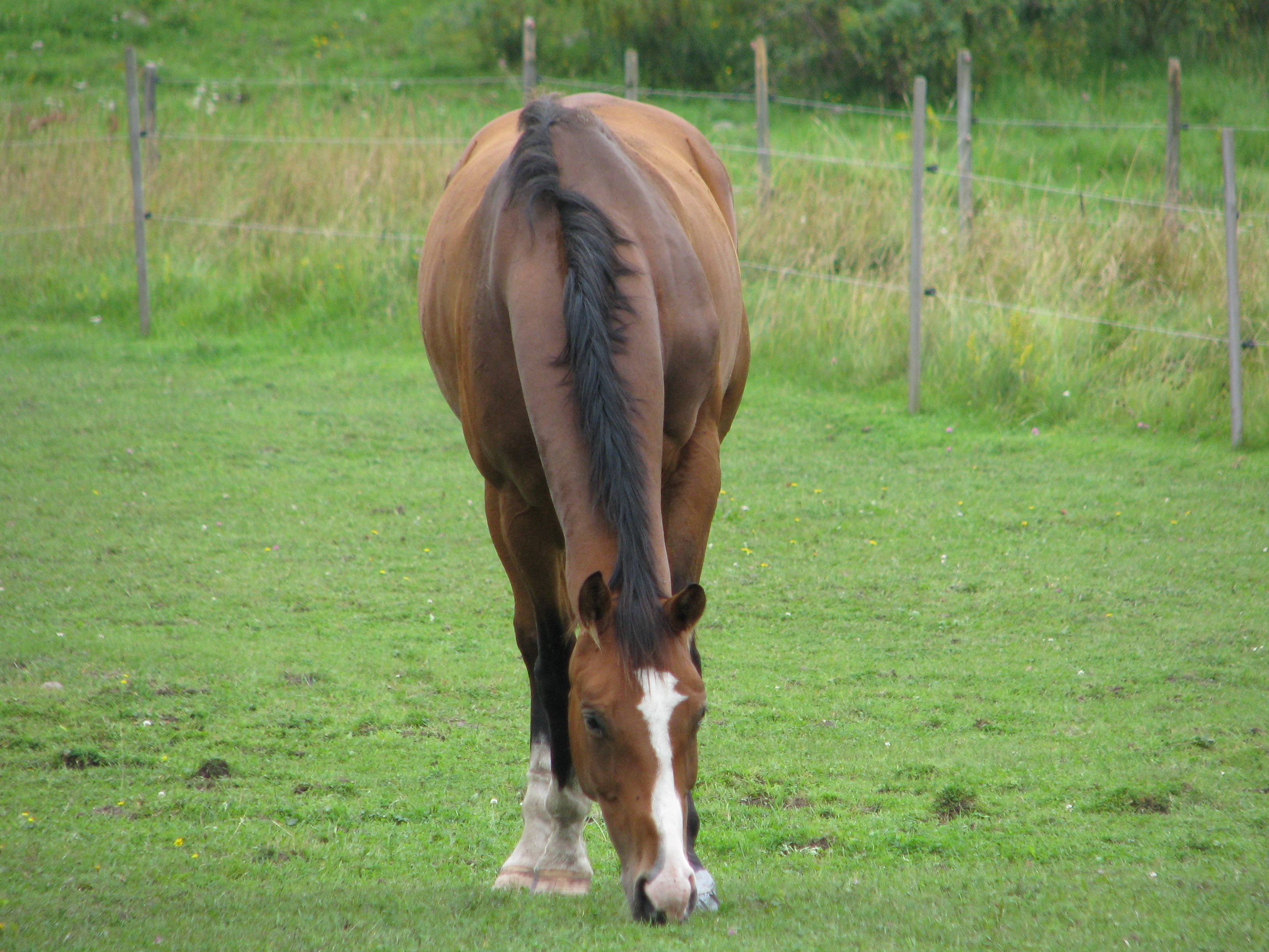 Smedby 2007-08-04