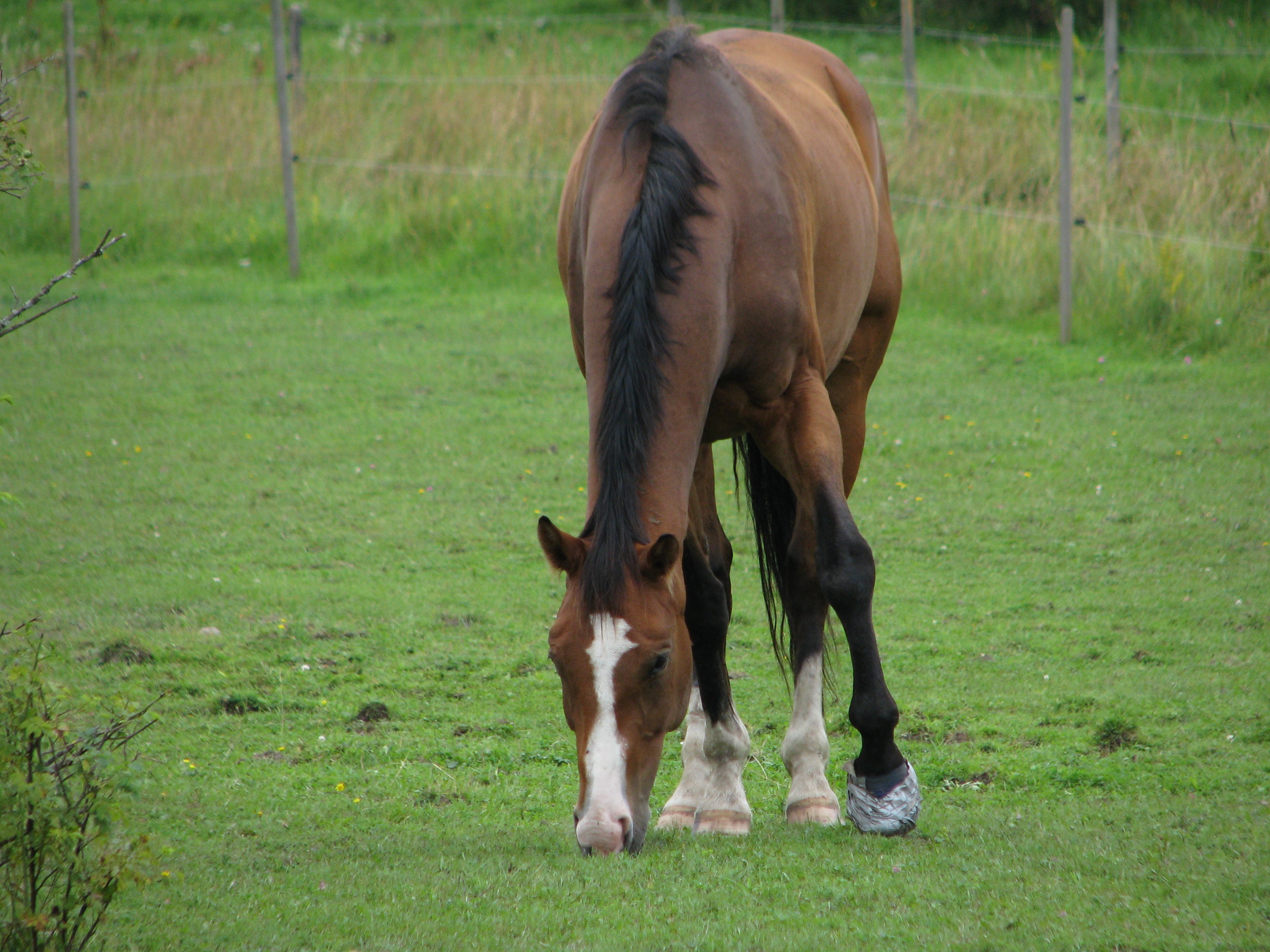 Smedby 2007-08-04