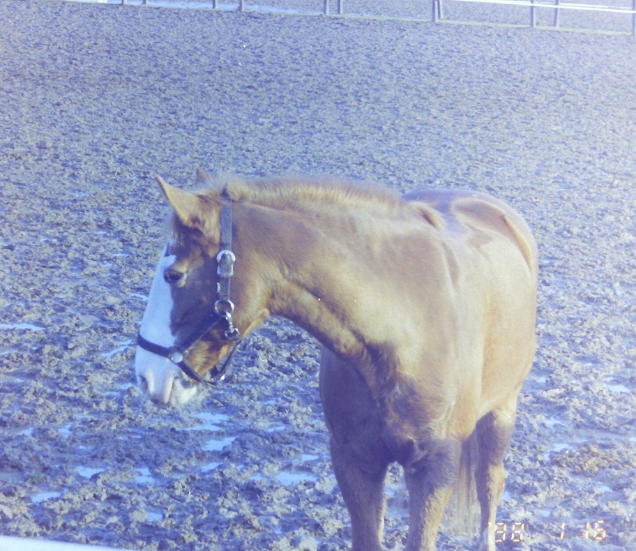 1998-01-16 Foto sussisus
