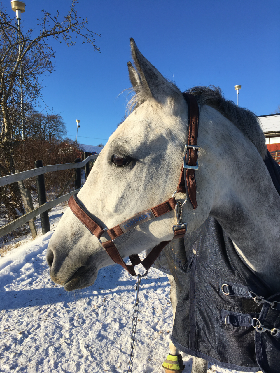 Foto Lina Adolfi Fått 2019-02-10